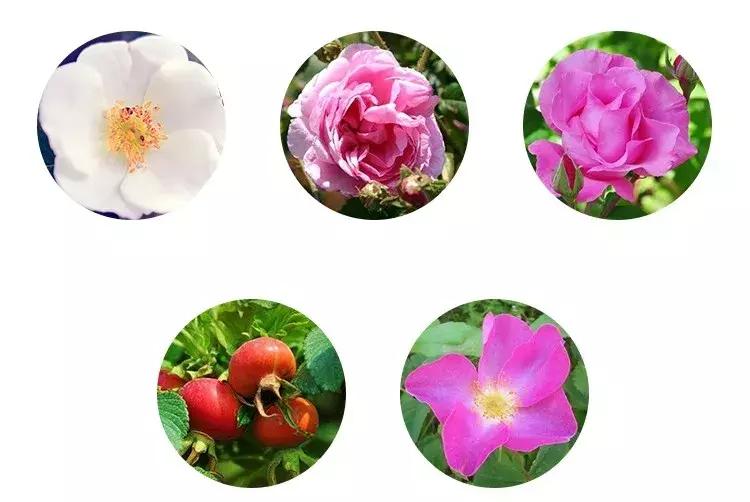 意大利女人的美，都在这一瓶玫瑰水里