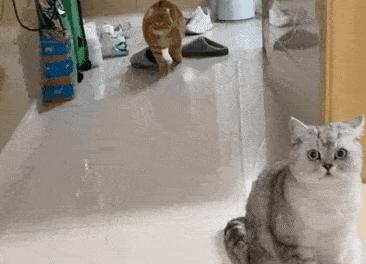 小猫咪到底能有多体贴,你见过这么拽的小猫咪吗