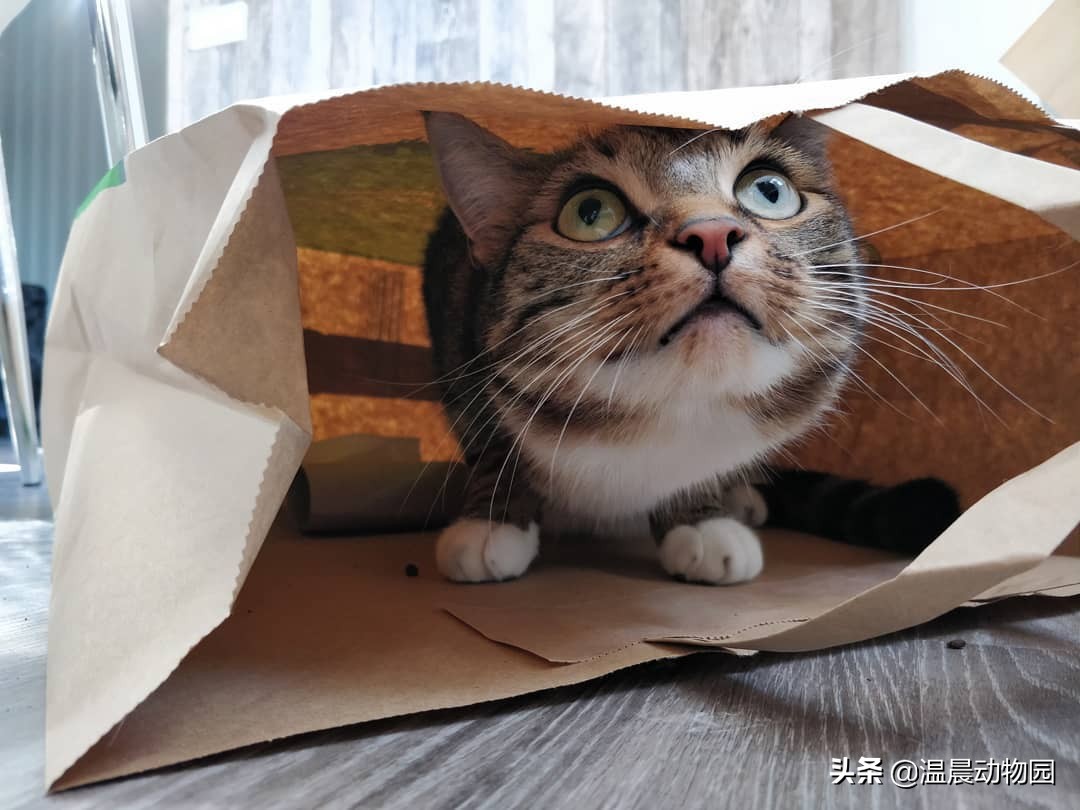 猫咪刚到家需要注意什么事项,猫咪刚到新家如何防止乱叫