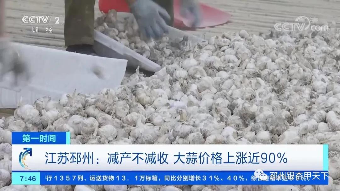 央视：邳州大蒜减产不减收，价格上涨近9成