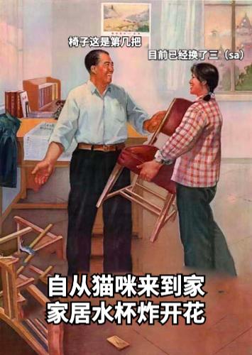 祺鑫养猫实录,穷人养猫实录