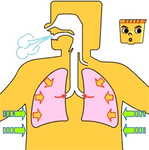 筋膜增肌的正确方法,无论是减脂还是增肌