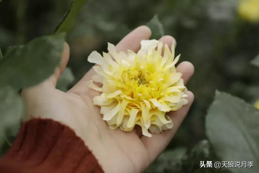 稀奇古怪的月季花,月季几款妖花