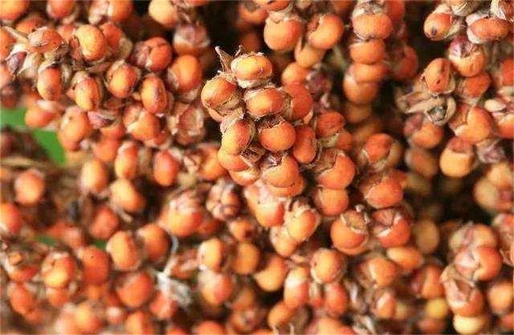 粉碎高粱酒的酿造方法视频,高粱酒的制作方法酿酒设备