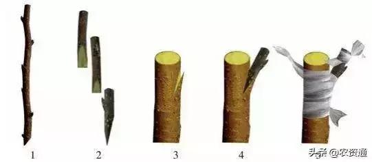 苗木常用嫁接法，这么简单实用，看一遍就可以做！