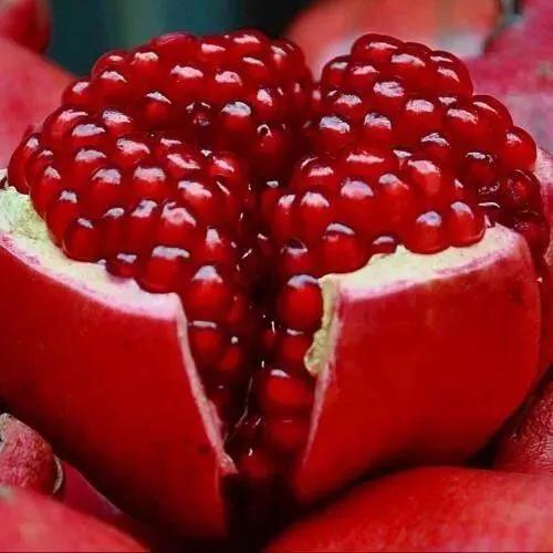 红河蒙自石榴,红河蒙自石榴花开