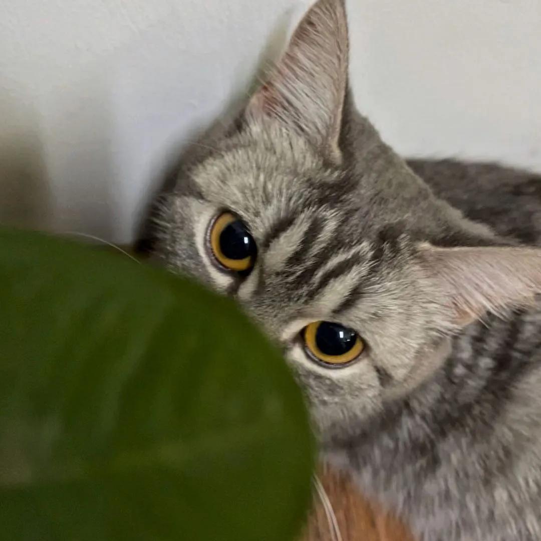 猫咪产前产后注意什么,猫咪产前做几次产检