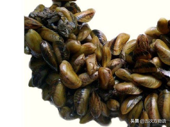 涓夌娴烽矞鍙粈涔堝悕,鎹炴眮灏忔捣椴滄捣鐡滃瓙