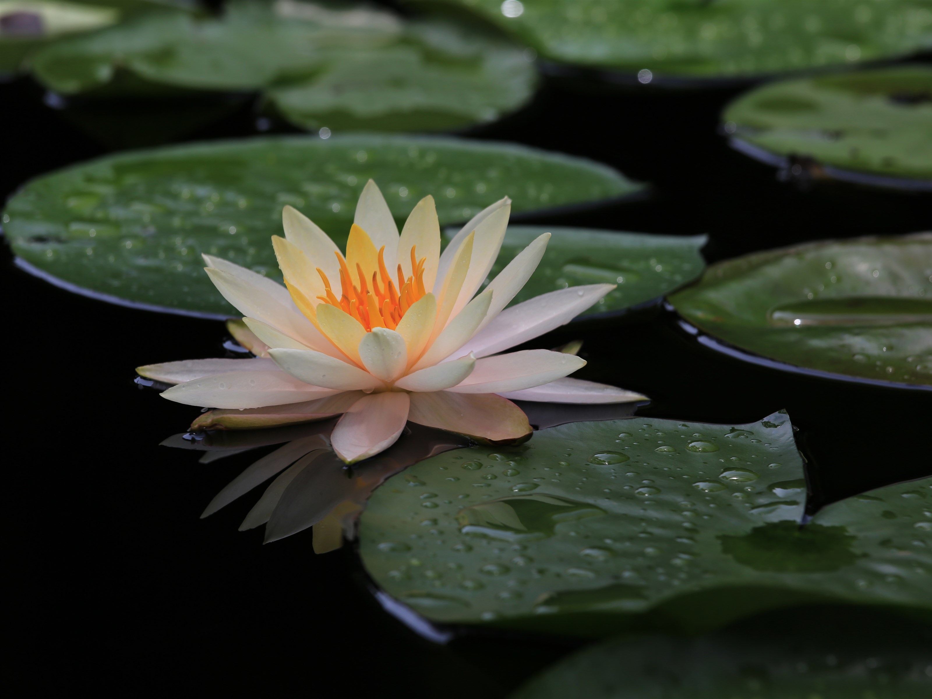 睡莲只长叶子不开花是怎么回事,睡莲几片叶子才能开花
