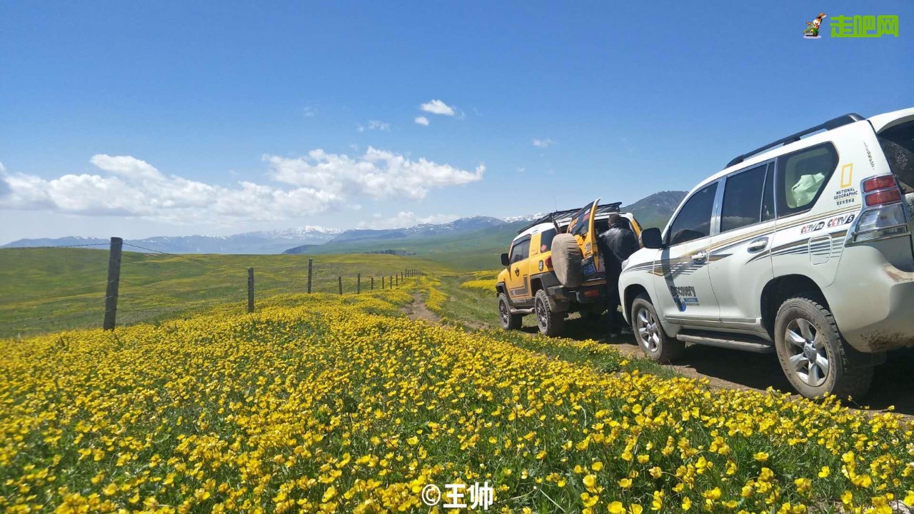 梵高画不出的向日葵,梵高画中的风景