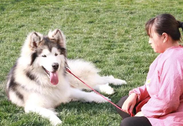 怎么挑长毛阿拉斯加,长毛阿拉斯加