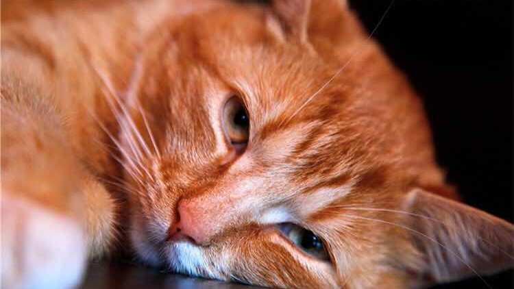 喵星人吃胖了的表现,喵星人怎么吃才会吃得少