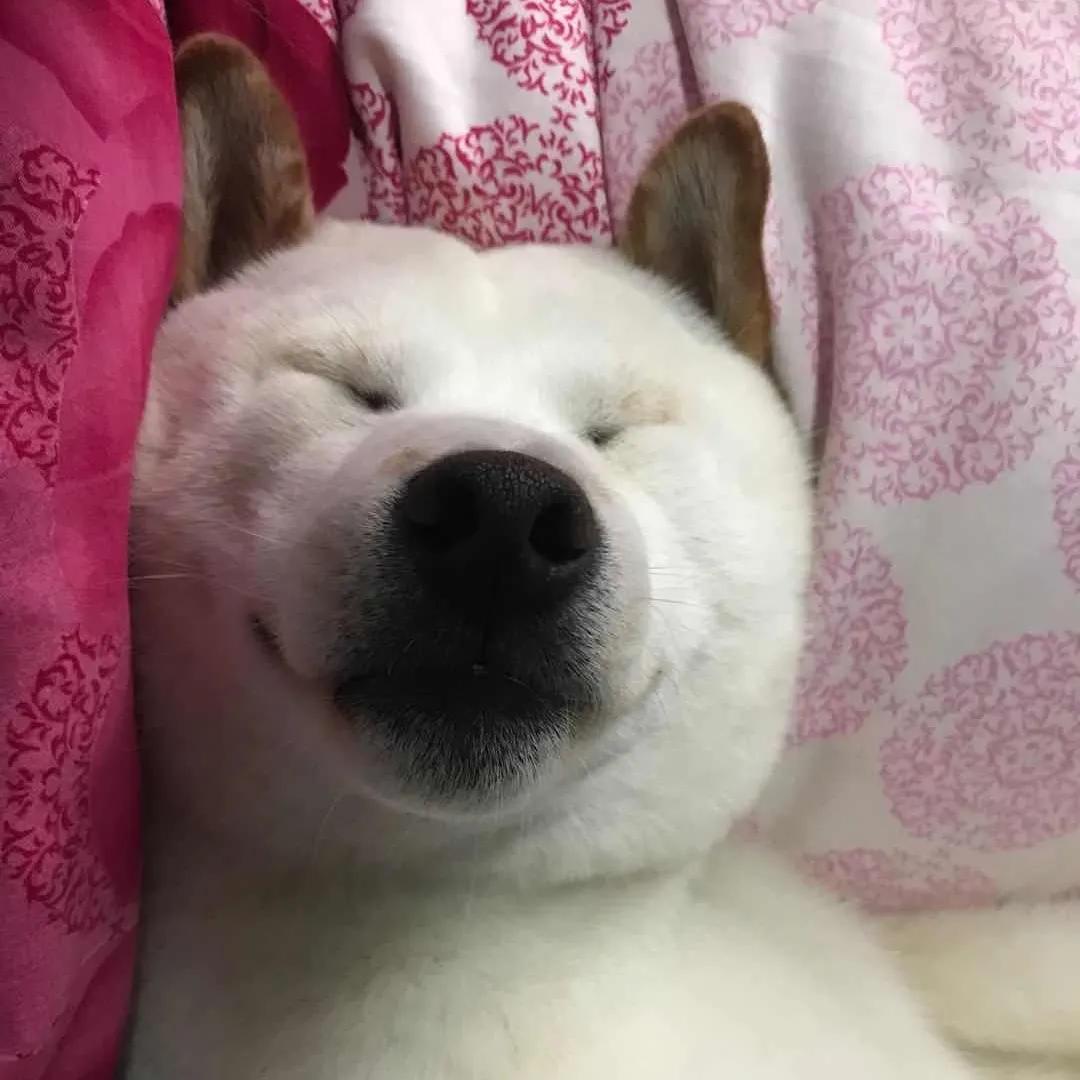 模仿狗狗睡姿,分享下你家狗子的睡姿