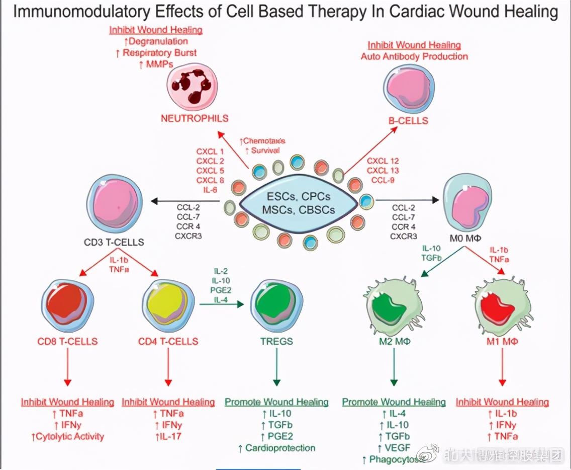 提高心肌收缩能力最好办法,干细胞治疗心脏病最好的医院