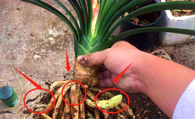 君子兰根系太长了能否修剪,君子兰换盆时根系的修剪