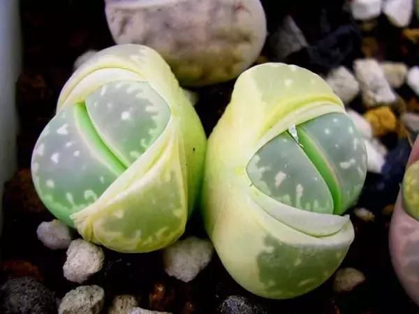 那些天价的植物,十大最值钱的植物