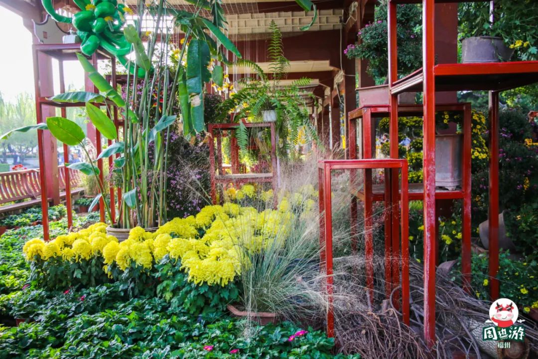 福州菊花展21年还有吗,福州西湖菊花展人山人海