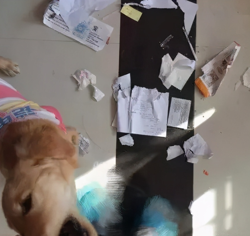 金毛把家淹了后续,金毛被阉