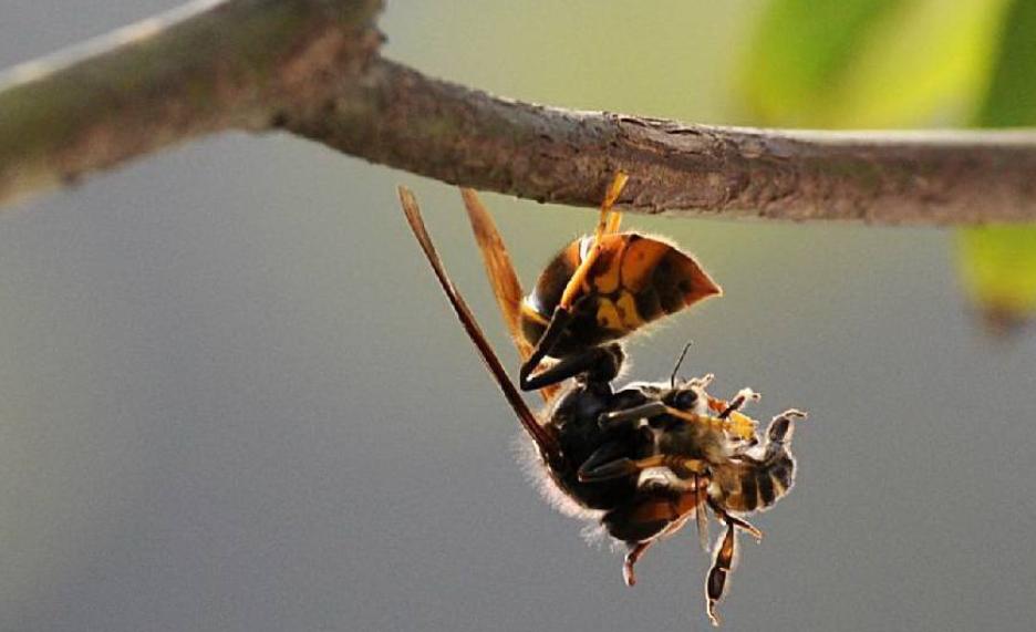 掏野生杀人蜂被蛰,一男子抓毒蜂泡酒死亡