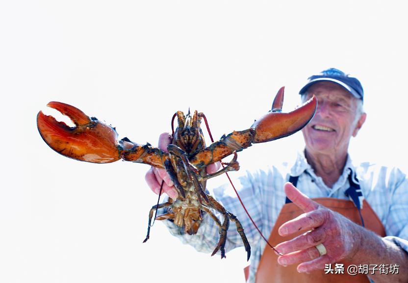 中国现在还禁止澳洲龙虾进口吗,澳洲龙虾清关