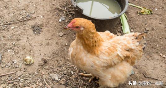 肉鸡进栏后多少天消毒,肉鸡饮水消毒最佳方法
