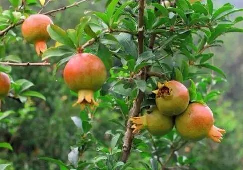 各国国花展示视频,各国国旗国徽国花