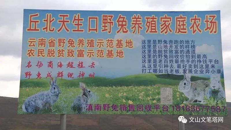 「笔塔热点」丘北1村民租地养兔探出致富路，年入30多万