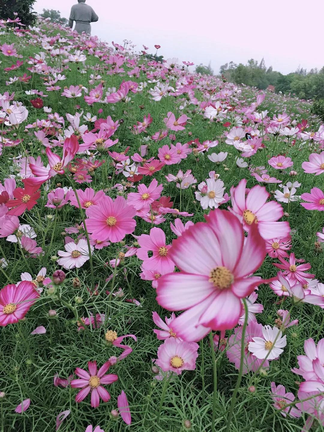 厦门香山有什么风景,厦门翔安必去8个景点香山
