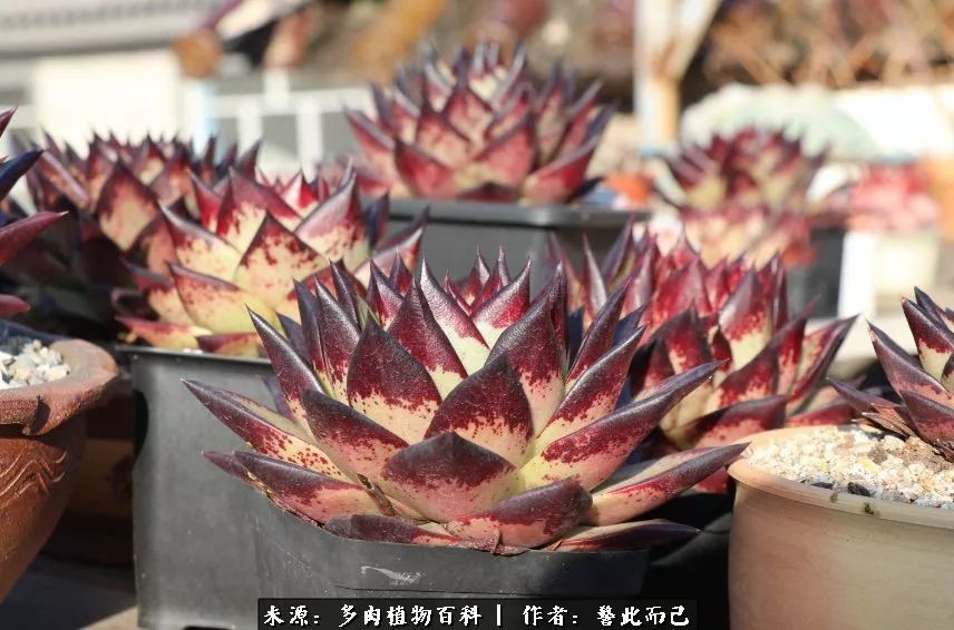 小警察的乌木：红与黑的霸气之美！