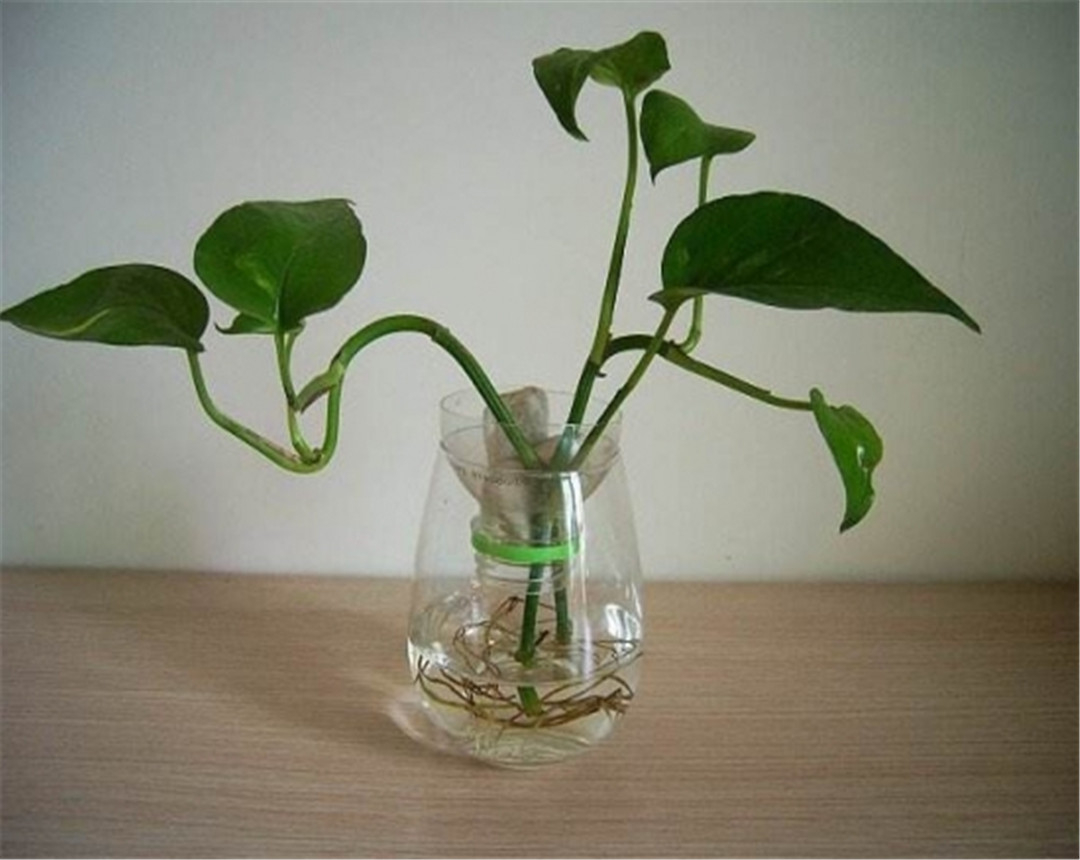 铜钱草和鱼一起养可以滴营养水吗,铜钱草可以和鱼在一起养吗