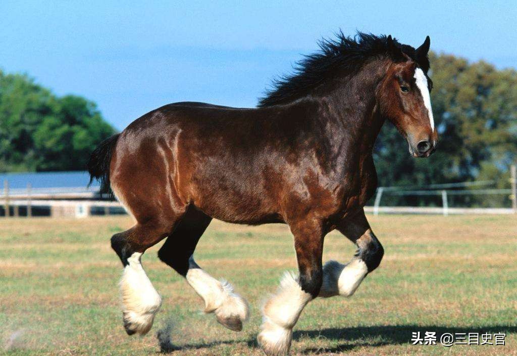 中国汗血宝马起源,中国目前繁育了多少汗血宝马
