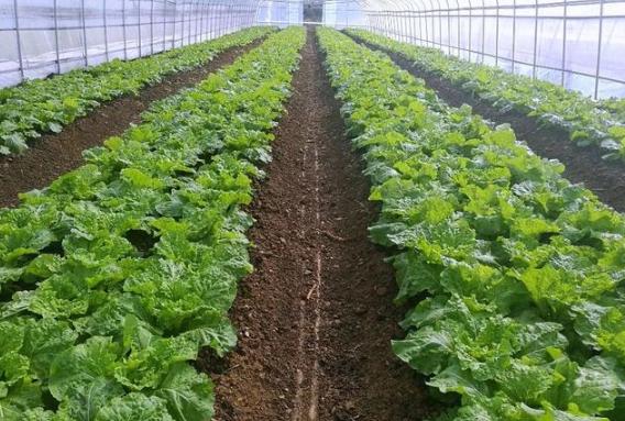 生根抗病的菌肥,生根最快的肥料em菌肥