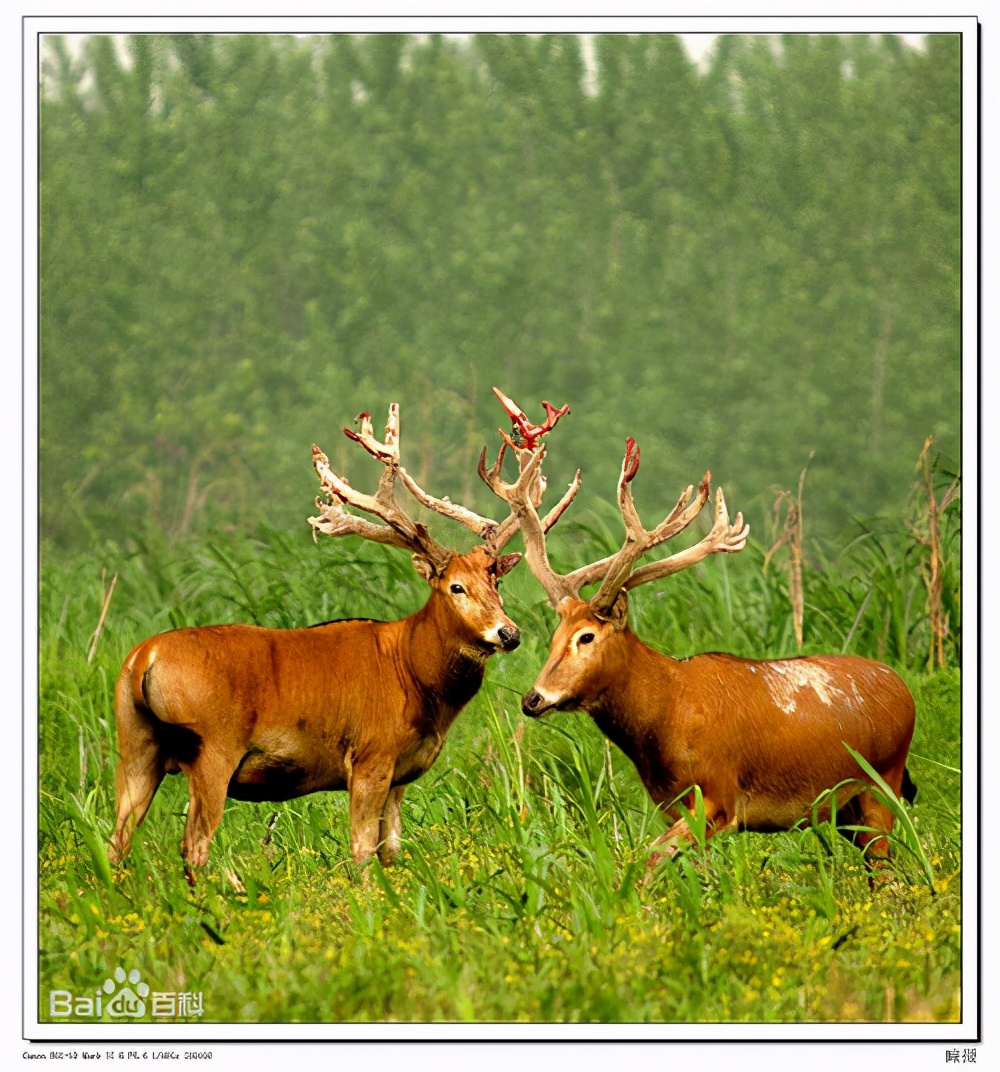 同仁堂正宗商标是哪个,同仁堂金字招牌的由来