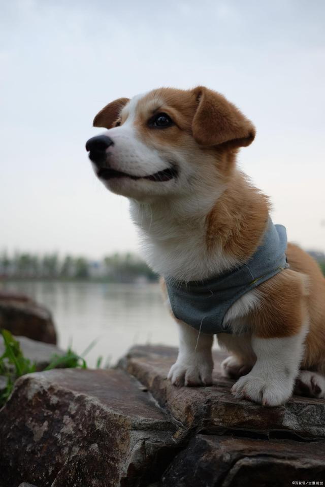 柯基怎么养漂亮,柯基断尾对柯基有什么好处