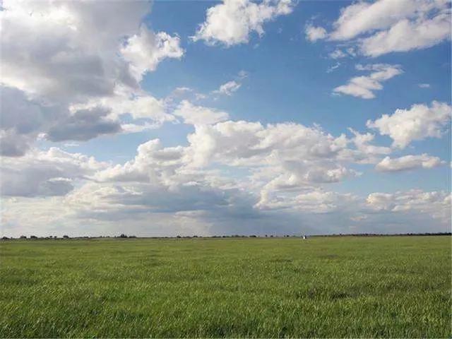 大青沟漫话/张志军