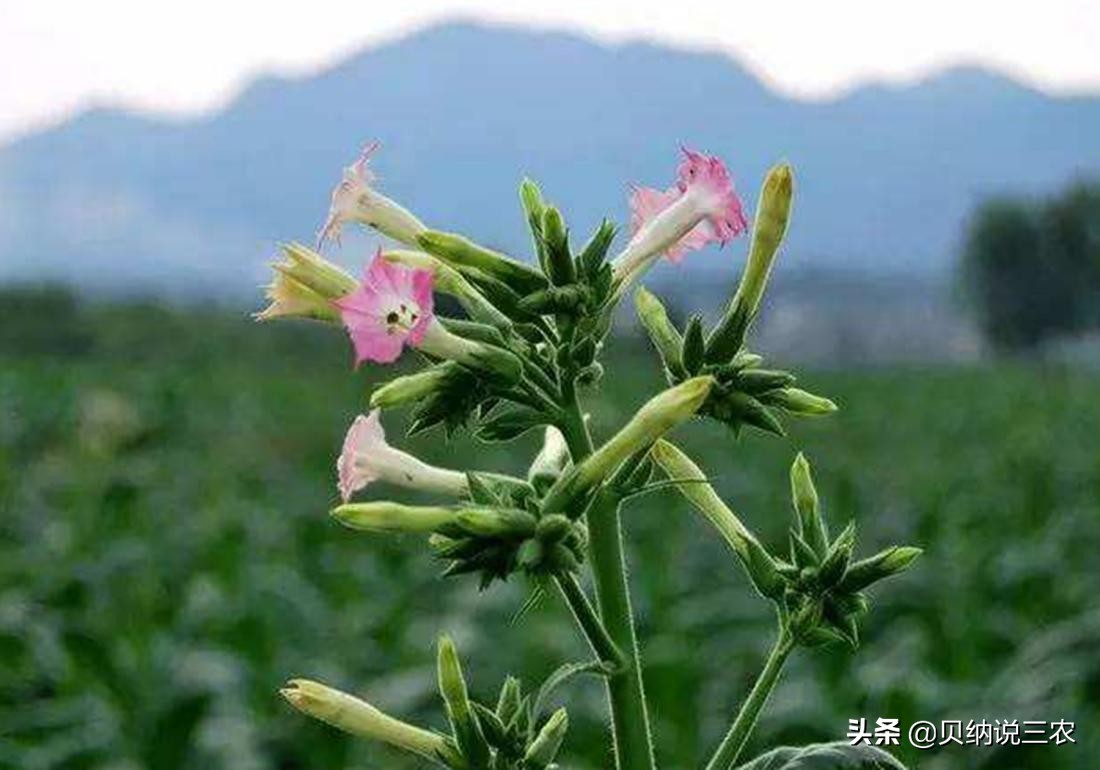 西瓜育苗苗床可以覆盖塑料薄膜吗,育苗苗床上面可以铺塑料薄膜