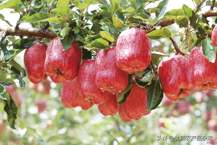 毛主席品尝后大赞，与美国蛇果、日本富士齐名，50年前闯入国际市场，品牌力量凸显产业不断壮大