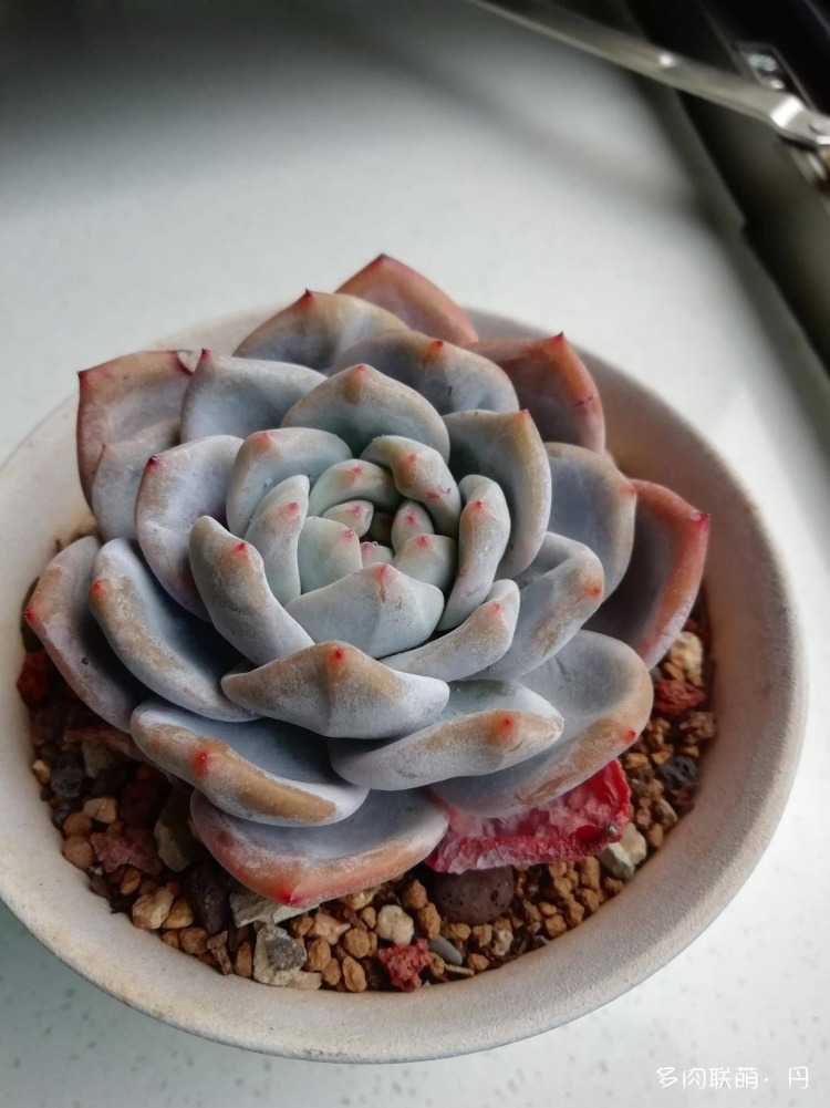 多肉长大了越来越好看,服盆期多肉变小