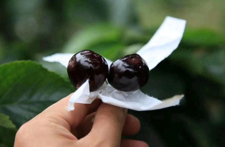 大樱桃裂果咋办？我国农民有一“神奇操作”，专家反对，照样大火