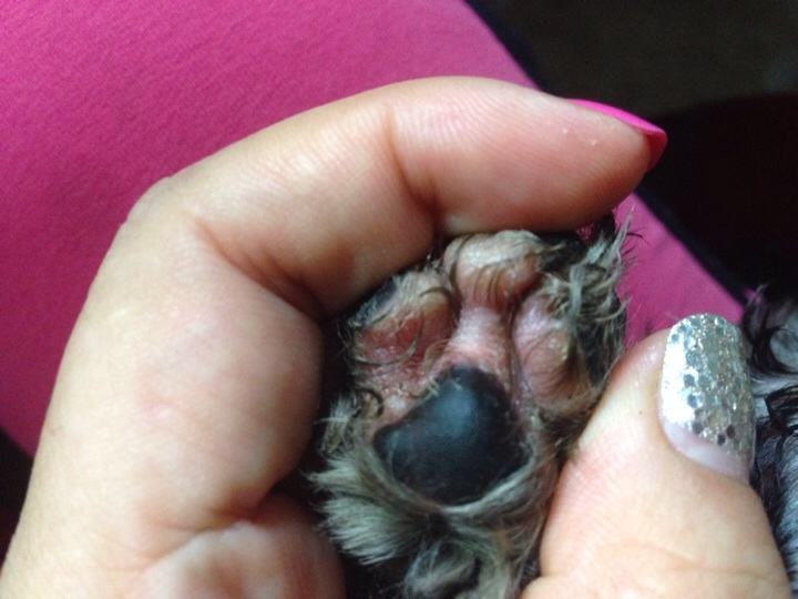 狗狗趾间囊肿越来越大怎么办啊,狗狗趾间炎去宠物医院要多少钱