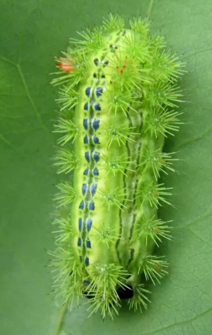 小时候被洋辣子扎过,小时候被洋辣子蛰