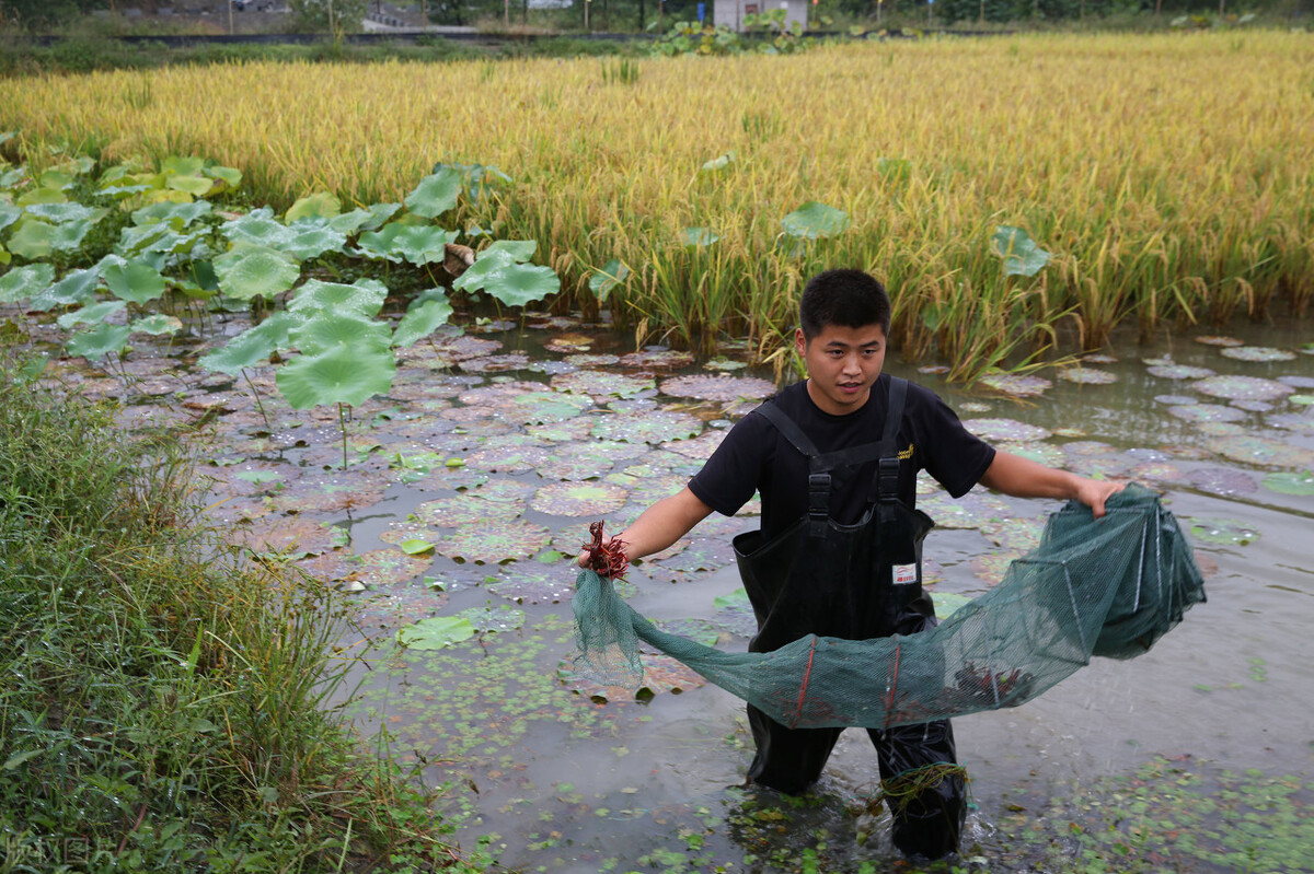 小龙虾免费开店,小龙虾自助69元盈利模式