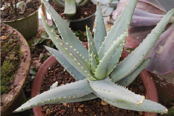 六种可以吃的芦荟品种图片图文,所有芦荟