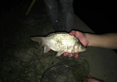 夜钓鲫鱼经验之谈,夜钓鲢鳙心得