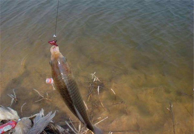 为什么自制的饵料钓不上来,自己做的饵料怎么没有鱼上钩