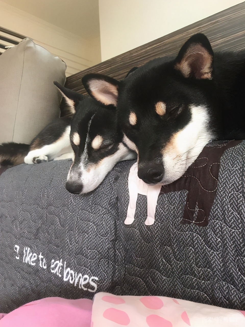 黑柴是大狗还是小狗,黑柴犬是二哈么