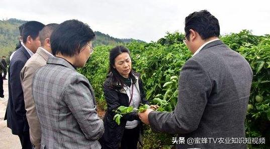 百香果垂帘式栽培方法,百香果苗栽培多久能结果