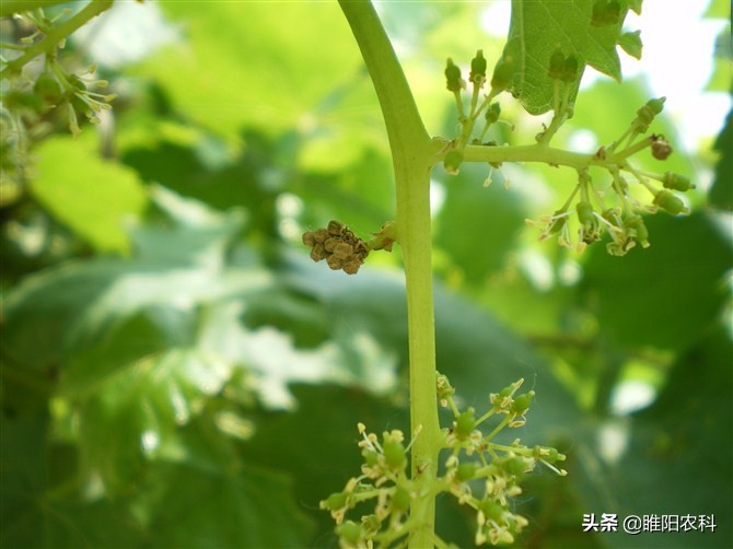 葡萄霜霉病流行的主要环境条件是,葡萄霜霉病最短间隔几天打一次药