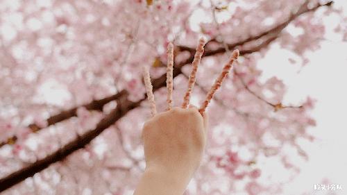 17元/颗的隐形草莓，荷兰来的