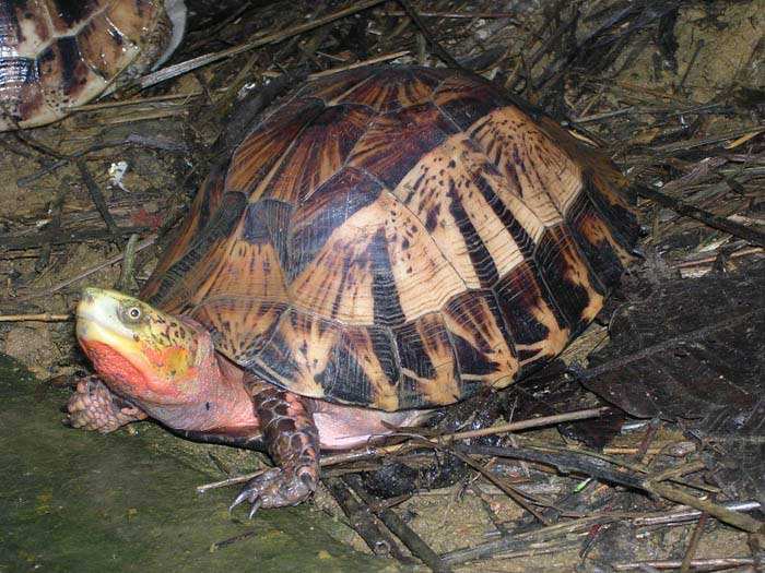 养龟的十大忌讳和禁忌,饲养龟的十大忌讳